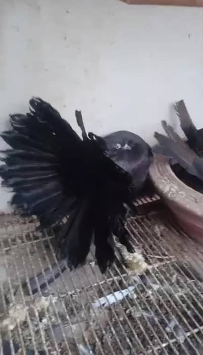 baredar male for sale