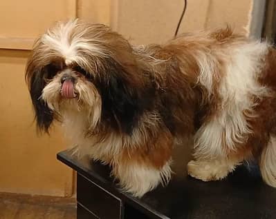 shitzu male for stud service