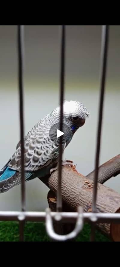 combo working pair for sale