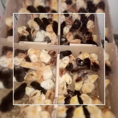 one day old chicks available