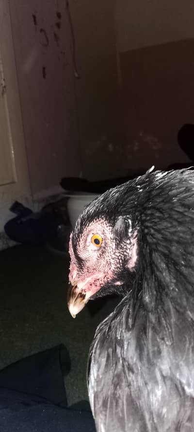 black lasani aseel murgi