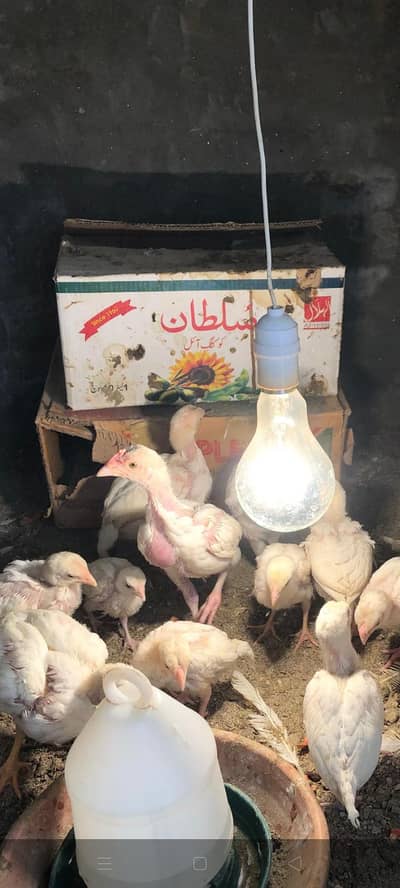 Paper White Heera Aseel chicks