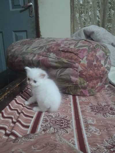 Blue eyes Persian kitten for sale
