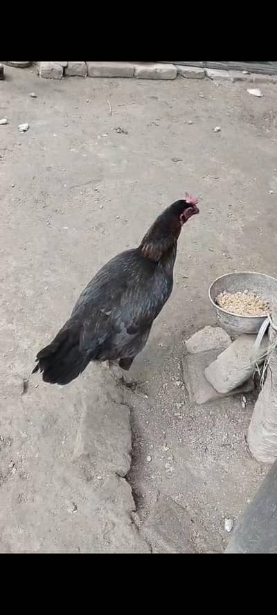 aseel murgi | aseel hen | miawali aseel | desi murgi | bangum murgi