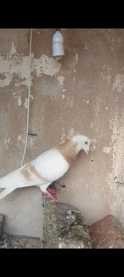 zard male ghagri female for sale  sharazi pair guldar