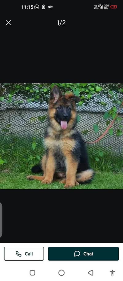 German Shepherd dog for sale my WhatsApp number 032143=90=746