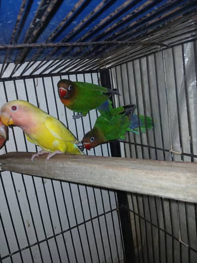 African Grey Cage nd lovebird