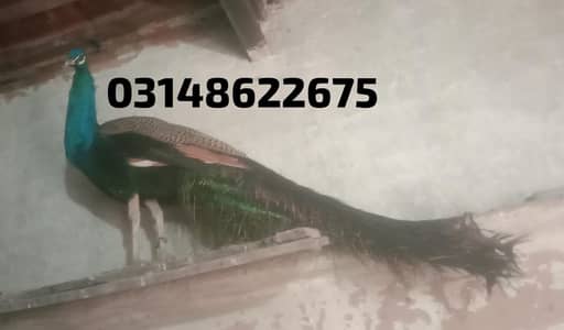 bohot axha pair ha just shokeen hazraat hi rabta karain