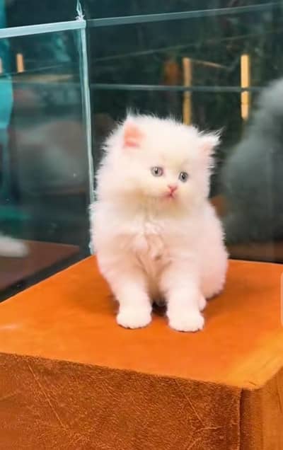 Persian Cat for sale my WhatsApp number 03457084434