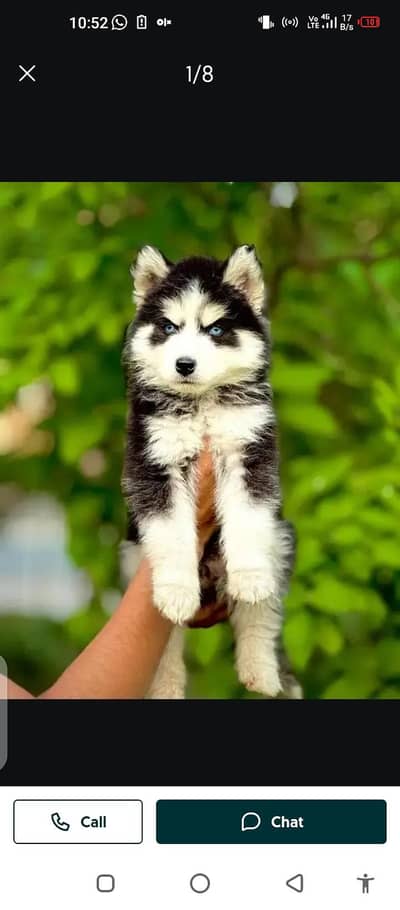 German Shepherd dog for sale my WhatsApp number 03297552620