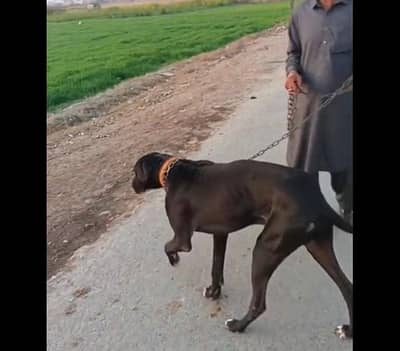 Bully dog male available for sale