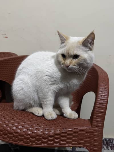 Male available for breeding