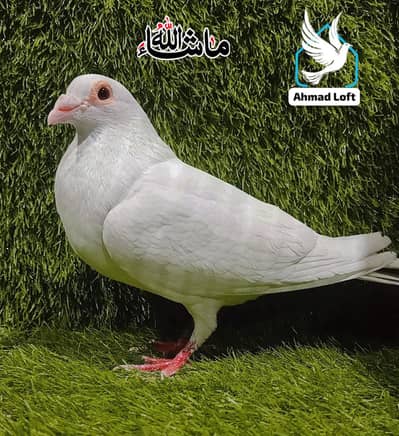 Qasid Paper White Breder Male For Sale