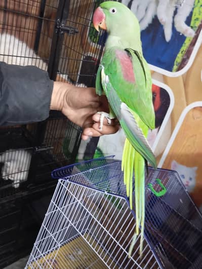 whtsap call 03404505419