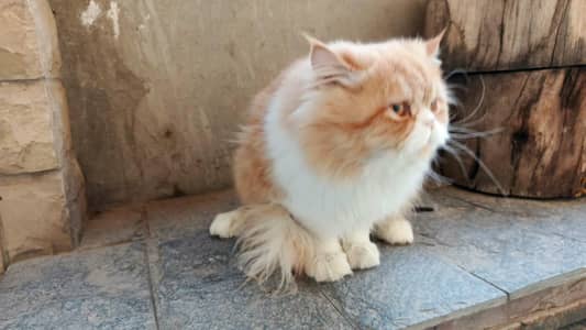 bi colour male 10 month old fluffy and playful