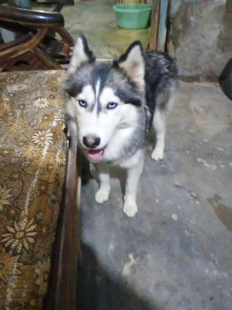 Haski original brown eyes 0