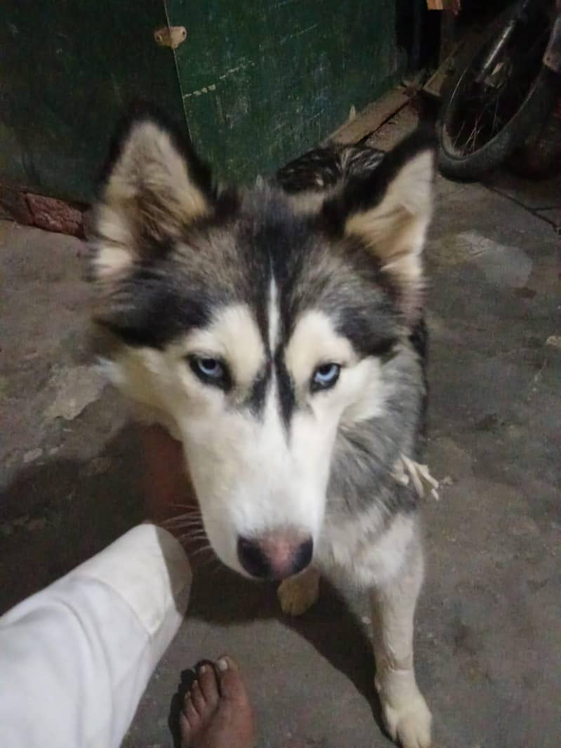 Haski original brown eyes 1