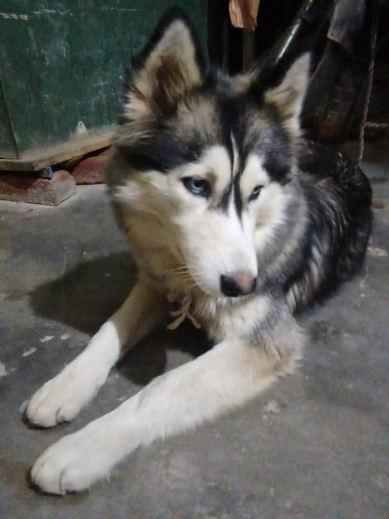 Haski original brown eyes 2