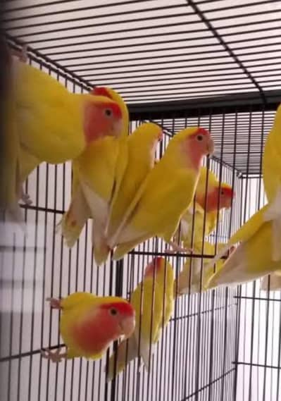 Common lutino love birds