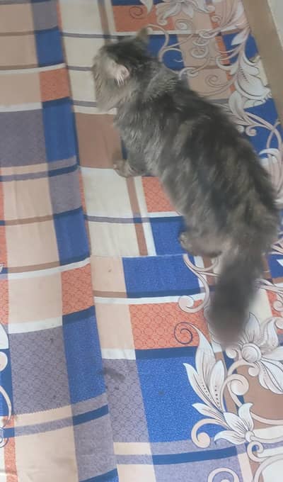 Persian male cat  breeder  0306 2615861