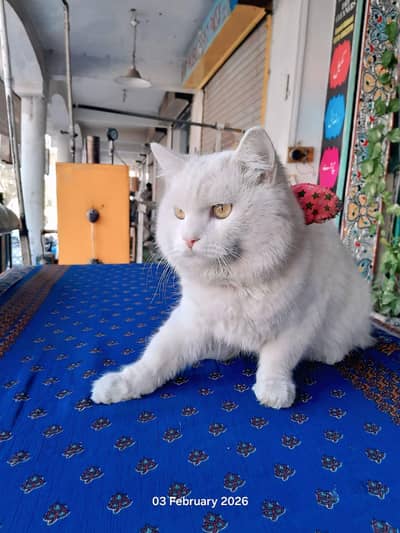 Persian breeder male 03136662379