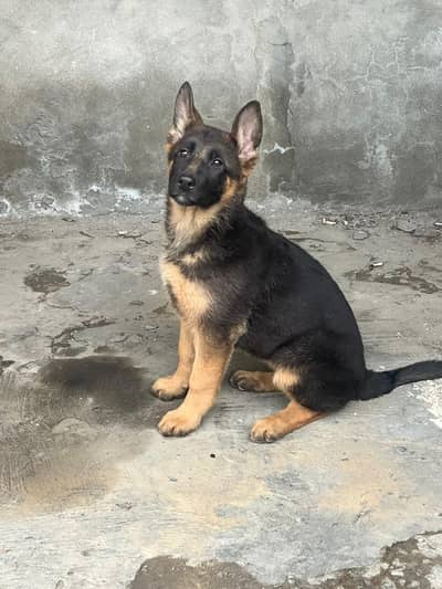 German Shepherd female