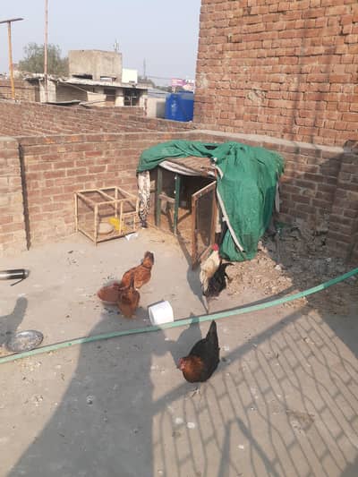 1 murga 4 murgiyan  4 murgiyan  daily eggs