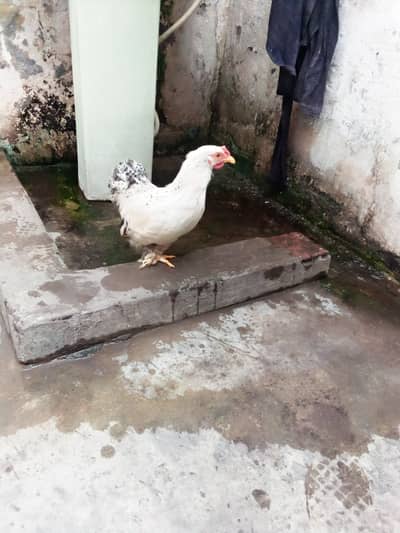 Bentum male ready to breed, aseel pair