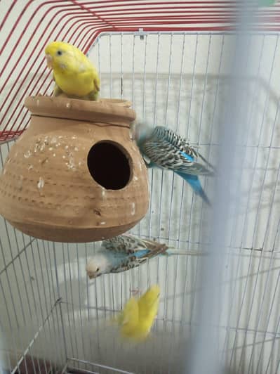 budgie 2 breeder pair