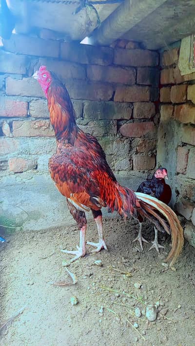 urgent for sale murgha