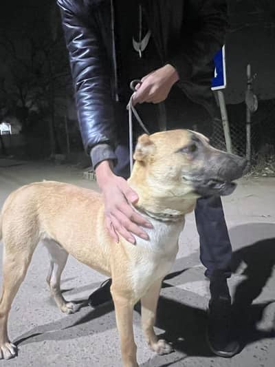 Afghan Kuchi Dog 6 Months Old for Sale (Brown body and Black Face)