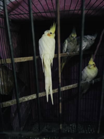 Cocktails birds for sale read full ads