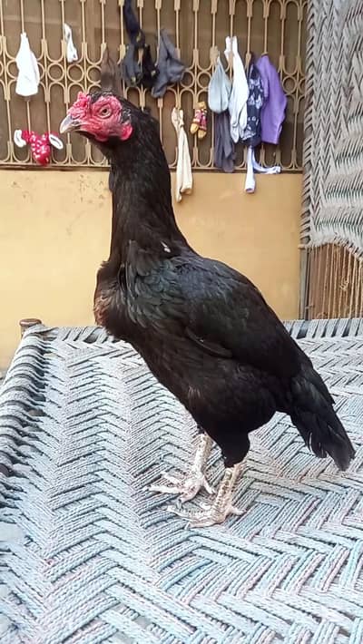 Pure Pakistani Murgi