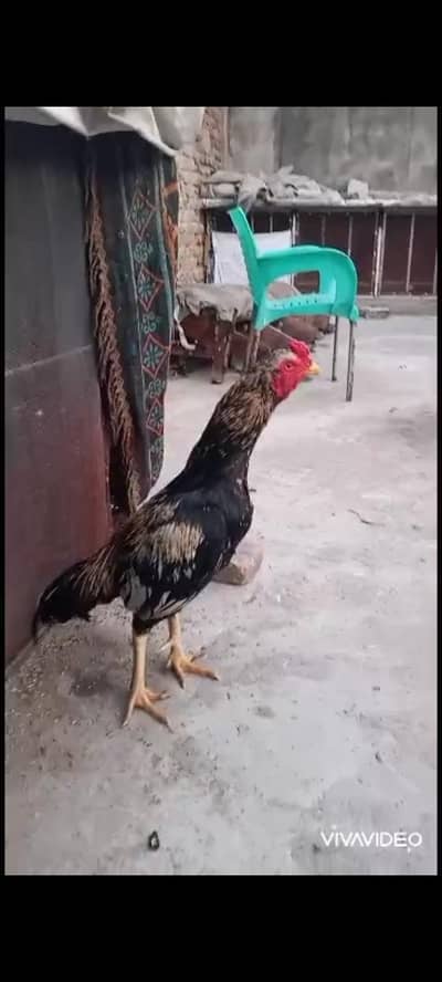 quality aseel for sale