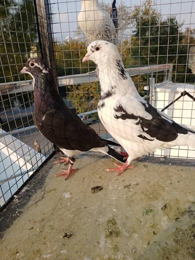 Pigeon female or exchange possible