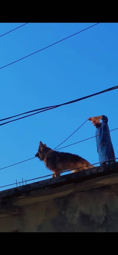 German Shepherd Long Coat Pedigree Male