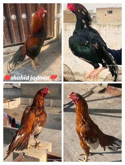 lasani peela khajuri miyaanwali