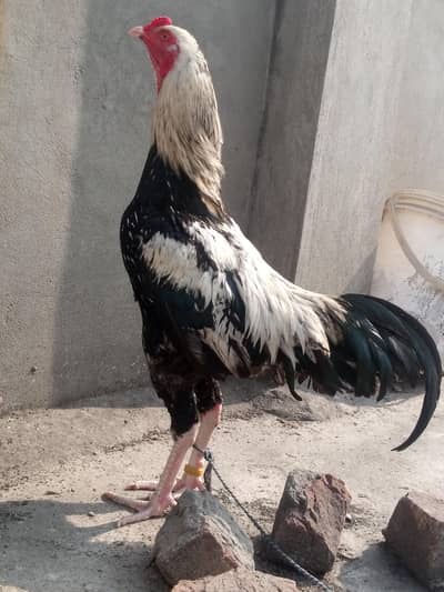 HEERA ASEEL Chiks And jawa aseel male And Loham Brown