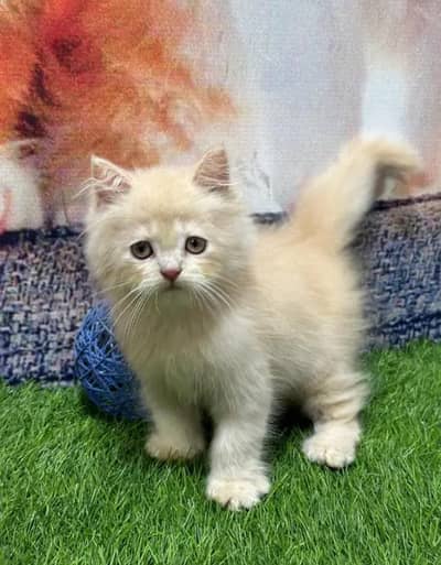 Cat for sale only WhatsApp number 03468556940