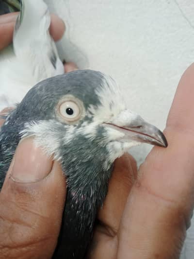 kanto wale Teddy kabootar