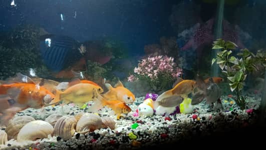 Full Fish Aqurium For Sale With Fish