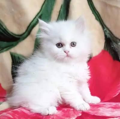 Cat for sale only WhatsApp number 03468556940
