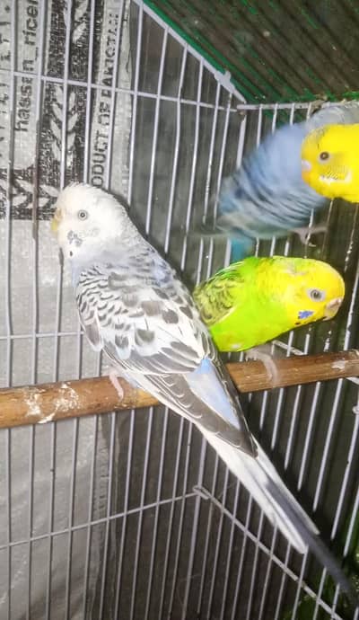 Budgies breeder pairs 1200 per pair fnf