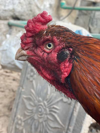 out class pure aseel main wali peela murga