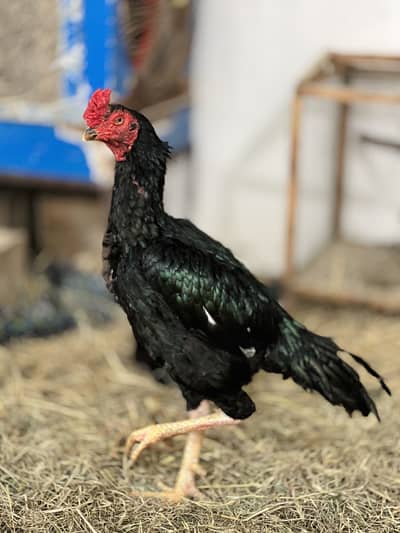 Mushka Aseel Eggs Available for Sale Top Quality Bird Eggs