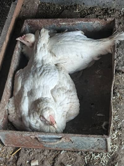 HEERA ASEEL | WHITE SHAMO PATHAY | HEERA CHICKS