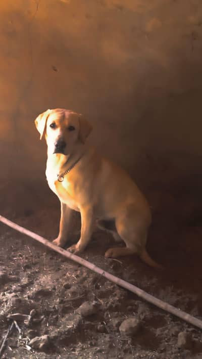 fawn labrador for stud