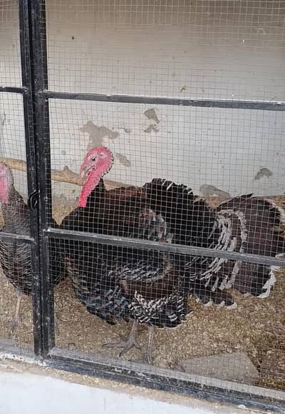 Turkey bird | Turkey | ٹرکی