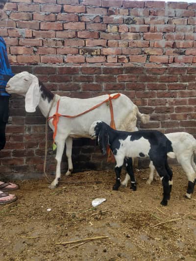 rajhanpuri Goats with kids