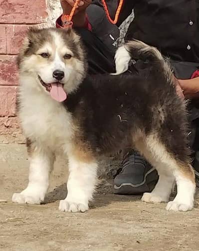 Afghan kuchi | kuchi dog | Afghan dog | afghan puppies